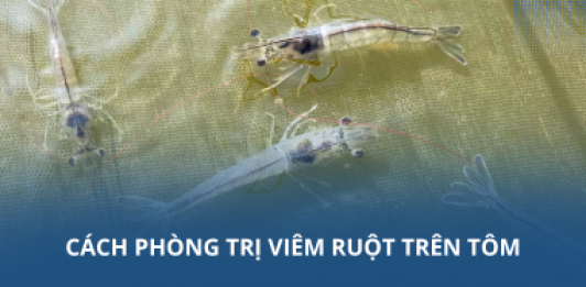 Cách phòng trị viêm ruột trên tôm